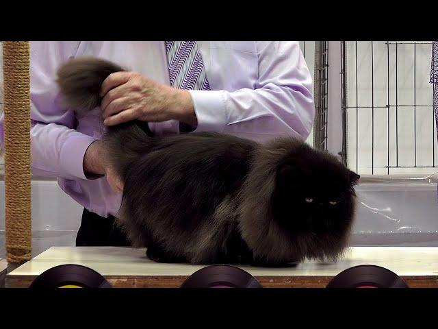 CFA International Show 2019 - Longhair Adult Class Judging - Persians