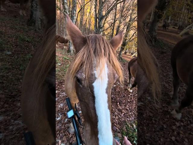 horses close encounter, Abruzzo, Altopiano Delle Rocche