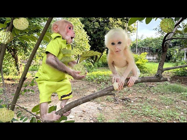 Bibi takes the poor monkey baby to experience fruit harvesting at the farm!