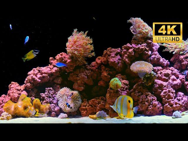 4K Real Aquarium Music Live | Beautiful Fish Tank for Meditation, Sleep & Stress Relief (12h)