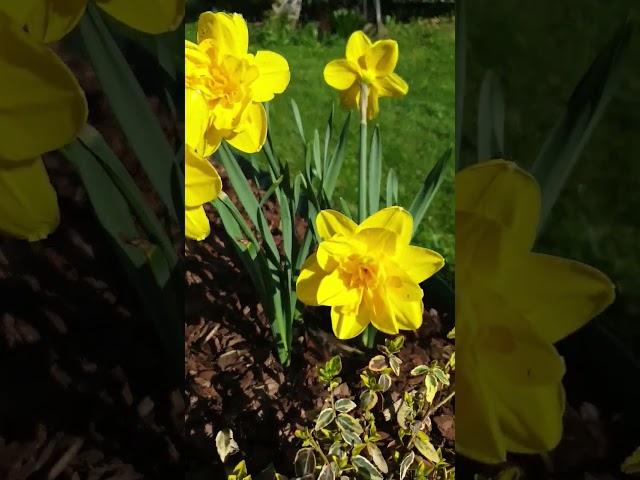 Нарцисс Eastertide #narcissus #нарциссы #eastertide #бодровцветовод