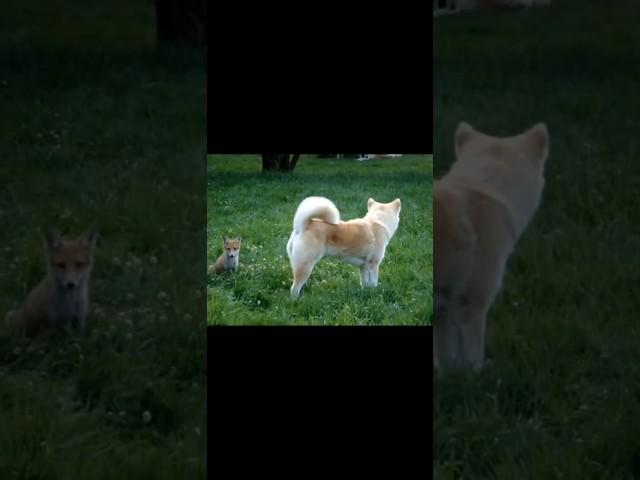 The quick brown fox jumps over the lazy dog