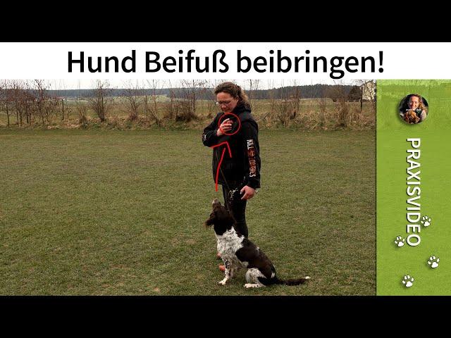 Hund Beifuß beibringen ️ Hundetraining bei Fuß gehen ️ Praxisvideo ️