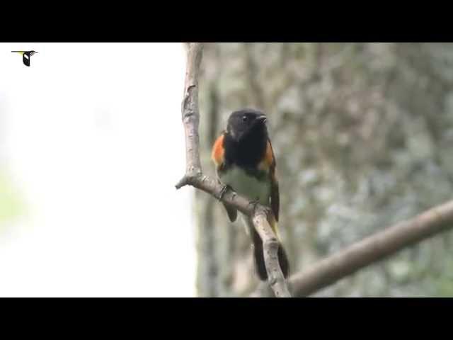 American Redstart