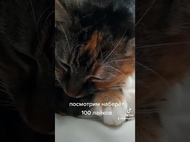 #саt  #коты домашние животные,  жизнь прекрасна 