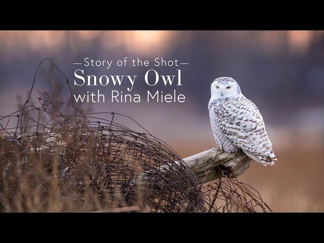 Story of the Shot - Snowy Owl with Rina Miele