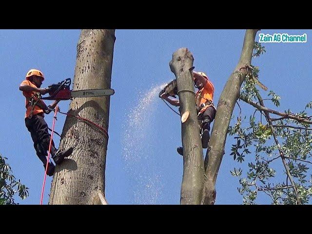 tree cutting skills in anticipation of a falling tree disaster