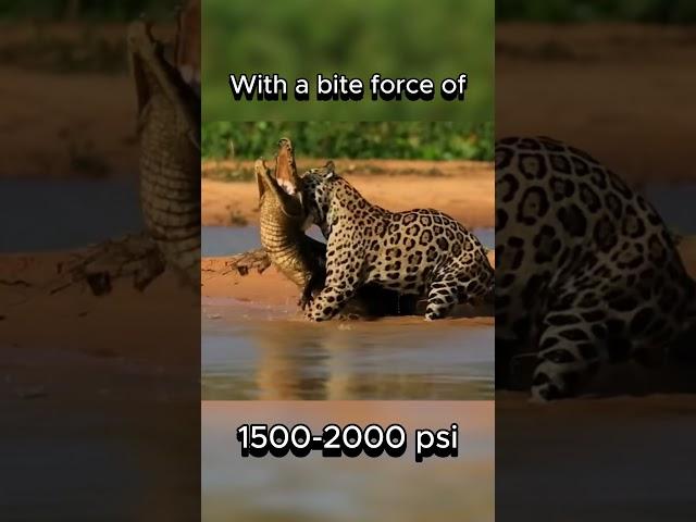 The Jaguar Attacks And Kills A Great Black Caiman #jaguar #crocodile #battle