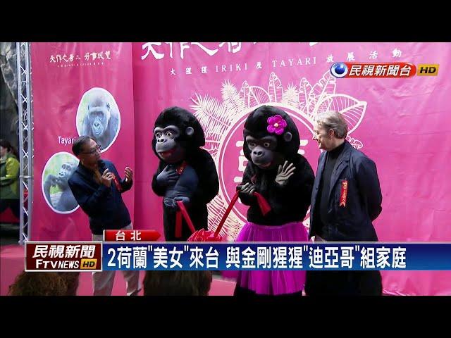 2荷蘭母猩猩來相伴 金剛猩猩迪亞哥脫單－民視新聞
