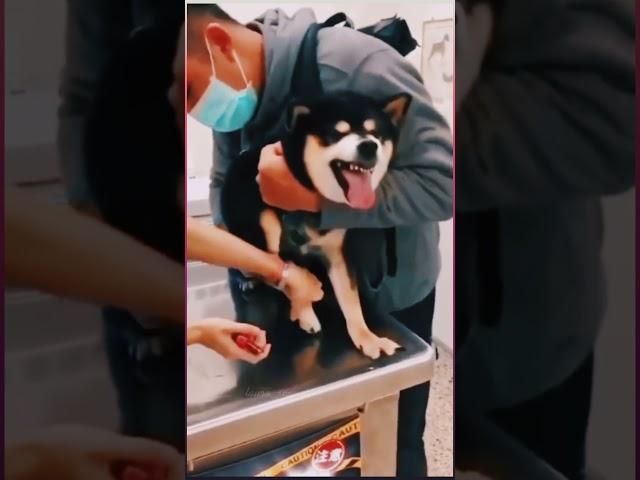 Animals Transformation Video | Tiktok Video | Animal Holic | Animals Video | Animal Lover | Animals