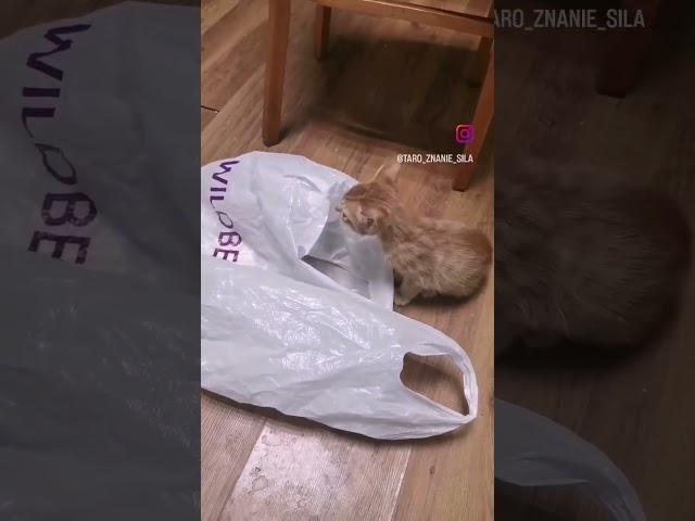 проверяльщица #забавныеживотные #смешныеживотные #котики #котикивидео #киса