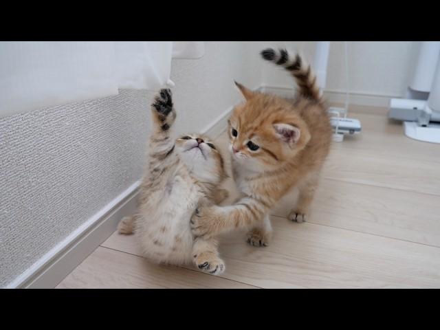 Kitten Rio tries his best to stop Rico from doing something bad!