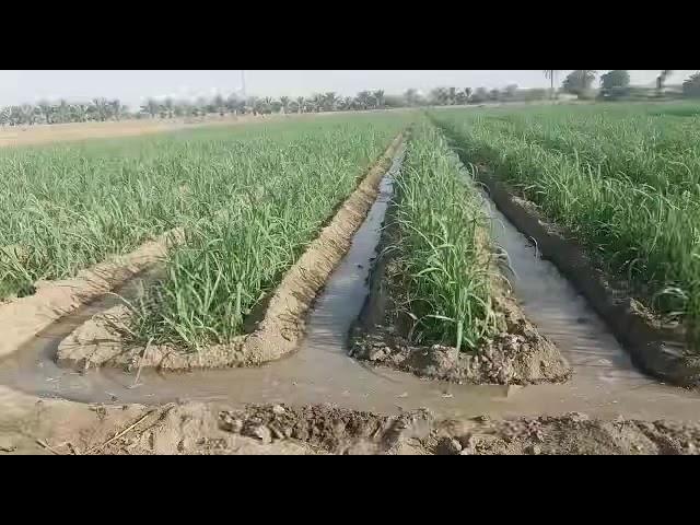 Sugarcane Sown For getting Yield 5000 meds per acre