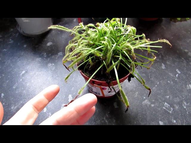 My NEW Carnivorous Plant - Drosera capensis ( Cape sundew )