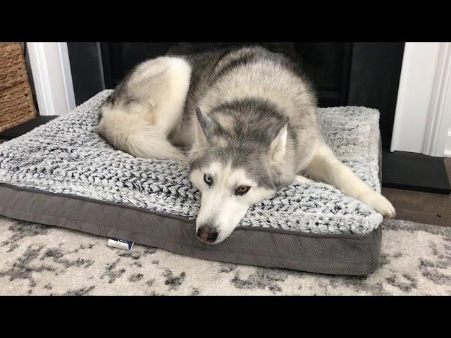 Stubborn Husky lets mom know what he thinks of his new bed