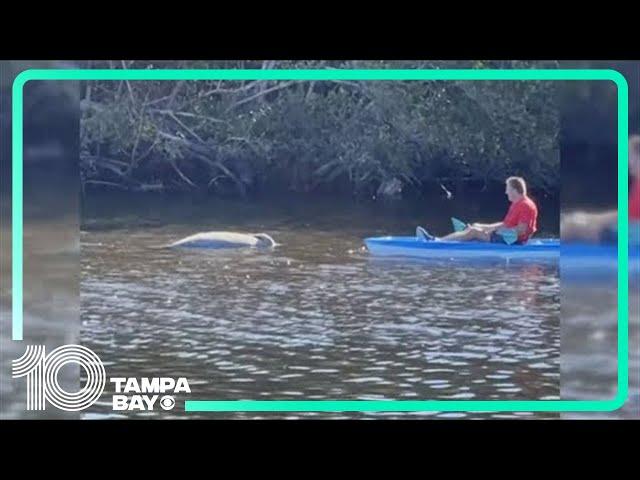 FWC releases cause of death for manatee found in Largo