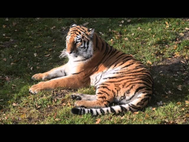 Yorkshire Wildlife Park   Tschuna Video 2