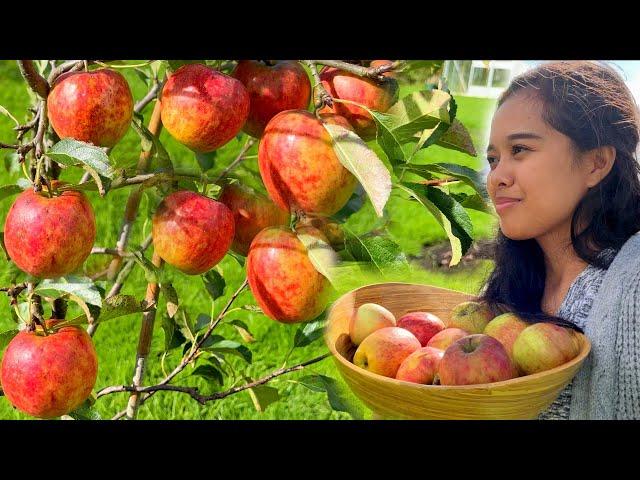 FILIPINA BRITISH LIFE IN UK: SARIWANG APPLE SA LIKOD NG BAHAY!