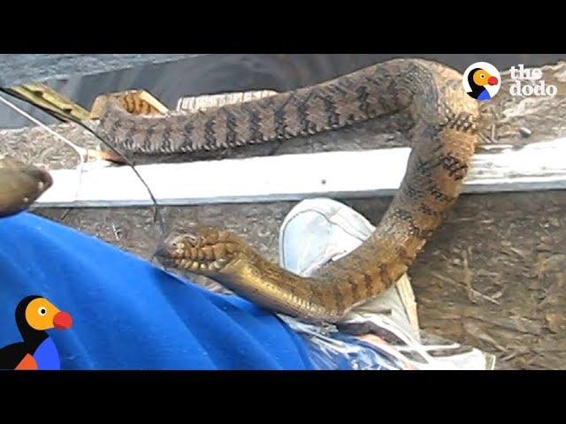 Man Feeds WILD SNAKE Friend A Snack | The Dodo