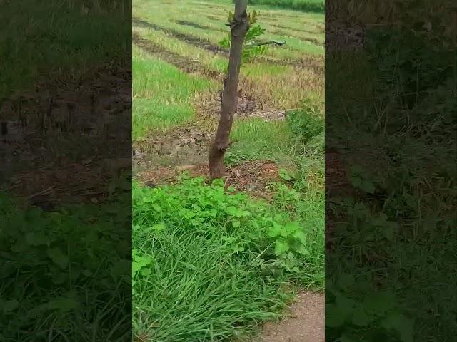 Peacock#Walking#wonderfull#bird# village#love#peacock walking on field#crazy#must watch...