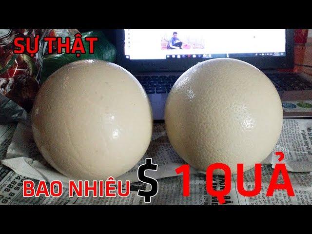 Giá Thật 1 Quả Trứng Đà Điểu Bao Nhiêu Tiền  I Cường Lâm