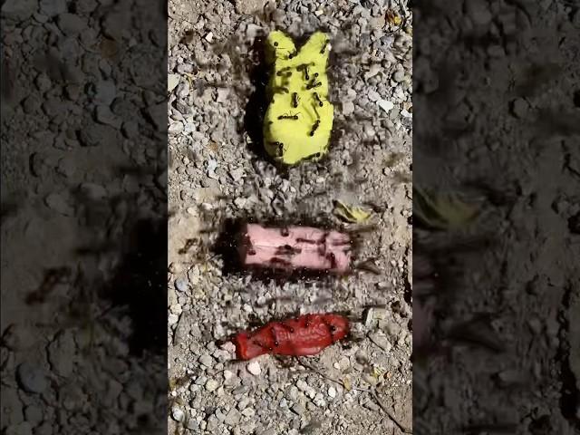 Feeding ants a peep candy, a wiener, and a Swedish fish #ants #insects #candy #tastetest