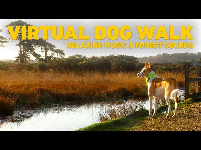 [NO ADS] TV for Dogs  Dog Walking in the Forest with Nature Sounds  Relaxing Music for Dogs