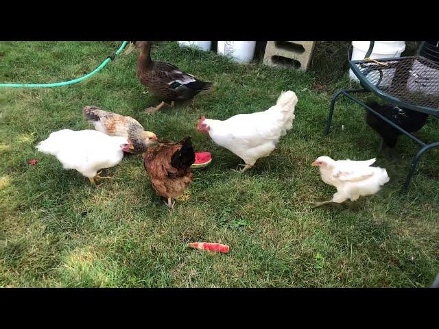 Gallinas y pato comiendo sandía verano caluroso