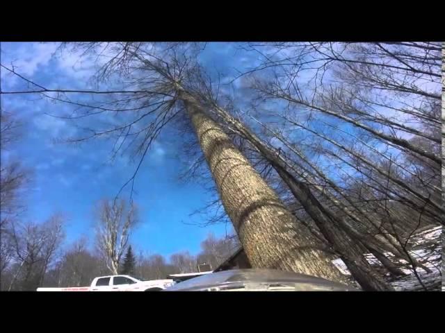 JAKES TREE REMOVAL: PRECISION FELLING