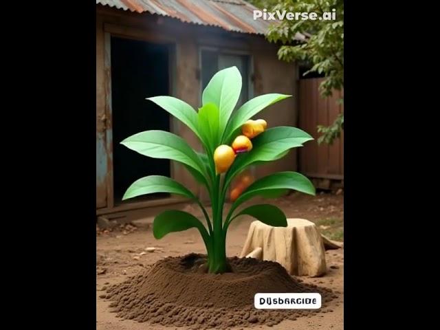 The big pigeon planted a guava tree and watered it, then the farmer ate the fruit#ai #Pigeon