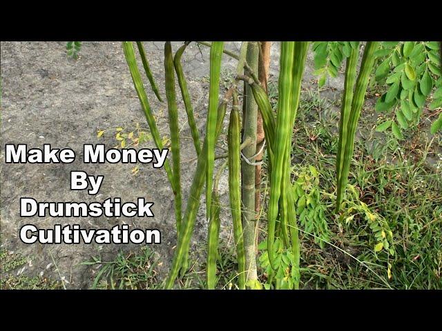 Drumstick Cultivation - How To Make Money By Growing Moringa