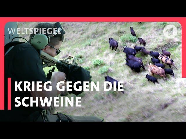 Wildschweinjagd extrem - aus dem Helikopter | Weltspiegel