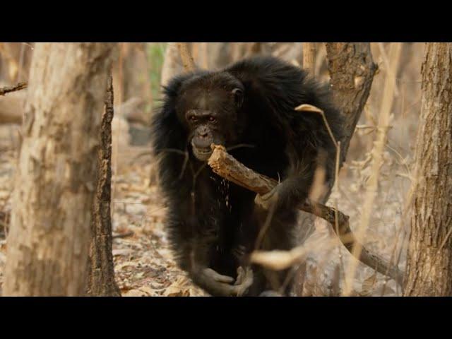 Chaos Erupts in Chimpanzee Tribe | Dynasties | BBC Earth