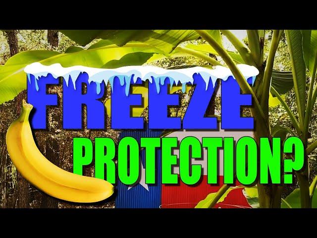 How to Protect Your Banana Tree from a Freeze! Works in zone 8!