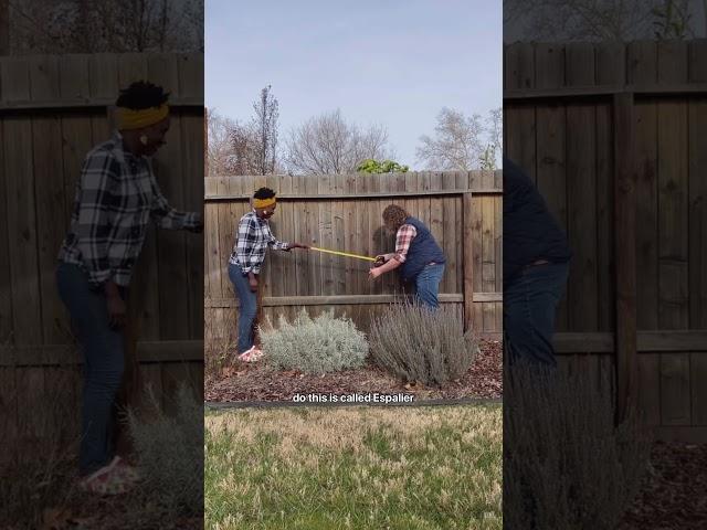 3 creative ways we add fruit trees to our urban backyard ⬇️ #gardener #gardening  #gardeningtips