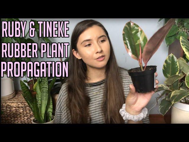 Propagating My Variegated Rubber Plant | Ruby & Tineke Ficus Elastica Cuttings In Water & Soil