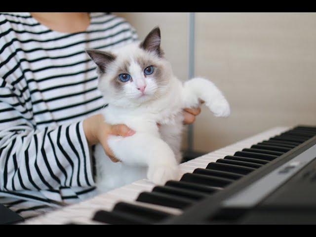 a piano-playing cat