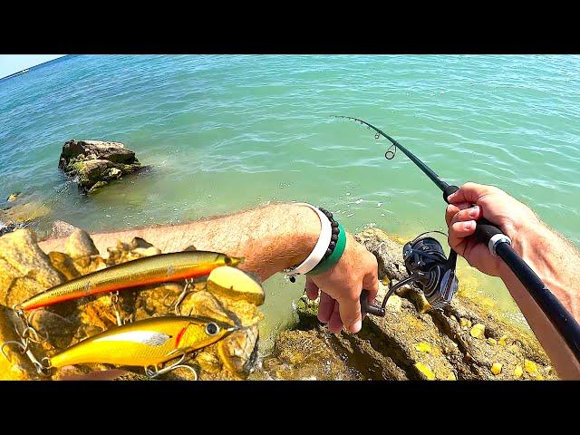 Shore Fishing in Italy with two Surprising Lures! Multi-Species Sessions