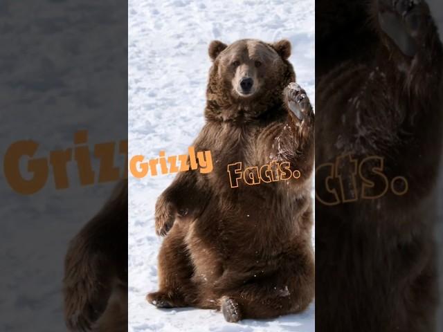 5 Grizzly Bear Facts #animalshorts #shortsfeeds #wildlifefacts #grizzlybears