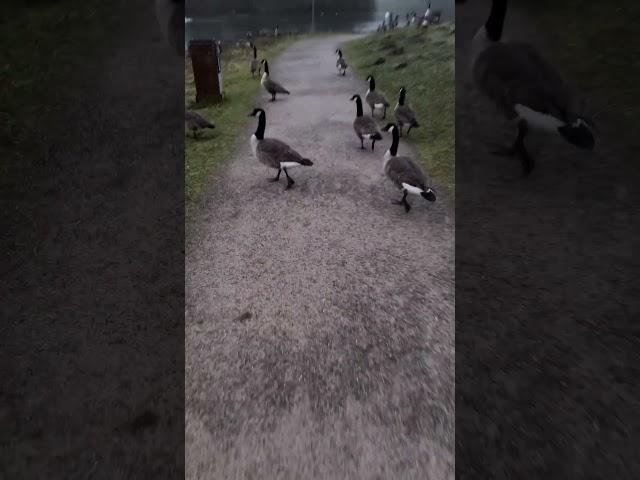 Kleine Morgenrunde am Haus am See Decksteiner Weiher in Köln mit Kanada Gänsen