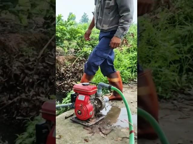 Pumping water to irrigate orchards #pineapple #ambarella #livewhitnature #đặng thị tỉnh #lý thị ca