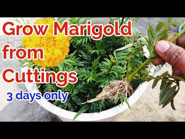 Grow Marigold from Cuttings at home/fastest Growing technique of marigold from cuttings