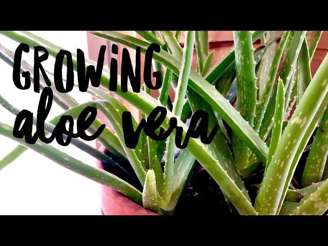 Growing Aloe Vera on How to Grow a Garden with Scarlett