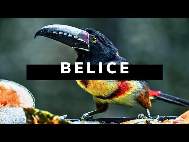 BELICE DOCUMENTAL DE VIAJE | El Reino del Mono Aullador