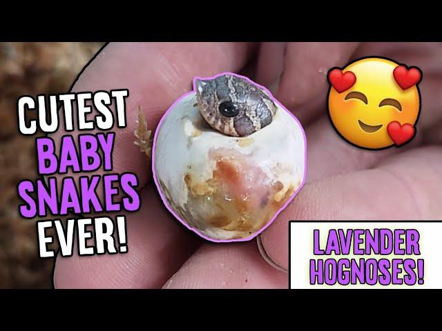 More Lavender Hognose Snakes Hatching!