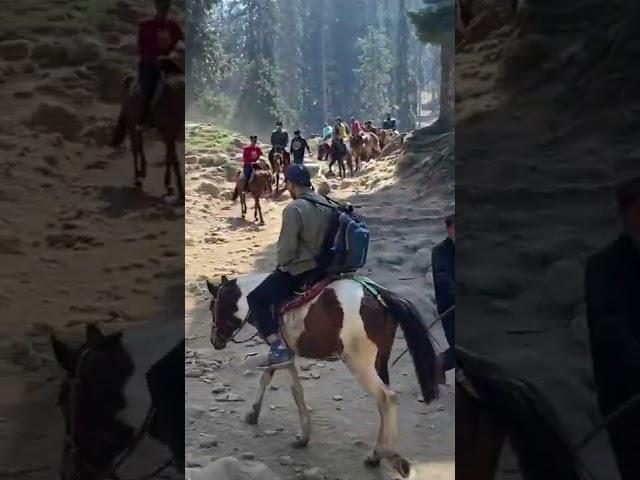 Pony ride to Baisaran Valley, located just 5 kilometers away from Pahalgam in Kashmir