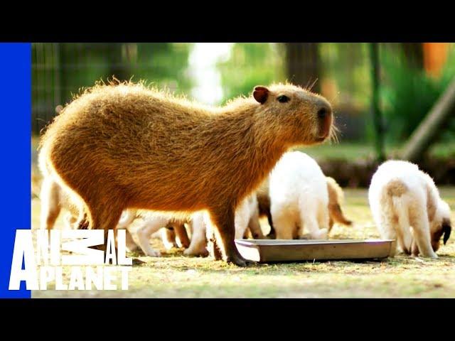 Cheesecake the Capybara Fosters Puppies