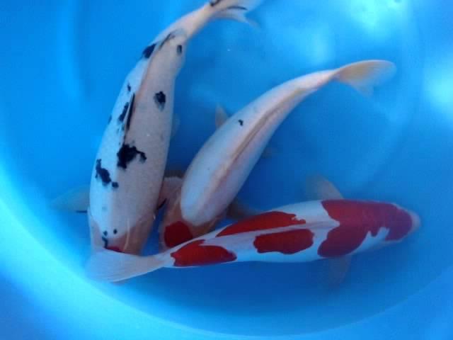 Tancho Sanke, Doitsu Kohaku, Doitsu Tancho Kohaku Bred by Yagenji Koi Farm in Niigata Japan