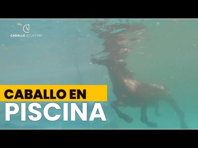 CABALLO EN PISCINA