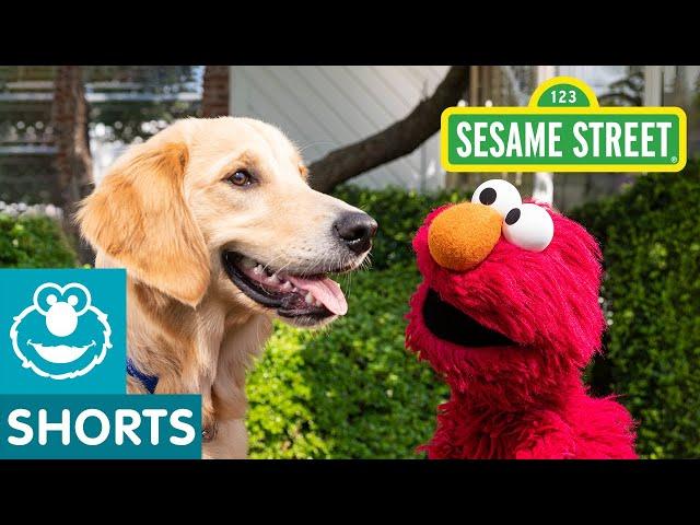 Sesame Street: Elmo Helps the Most Energetic Dog Find a Home with Dodo Kids!